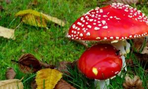 Собирать грибы – сонник: к чему снится сбор грибов во сне